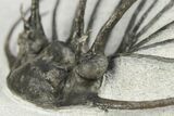 Rare, Spiny Heliopeltis Trilobite - Issoumour, Morocco #255447-8